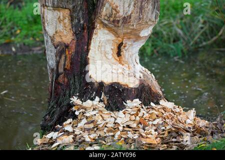 Thick tree trunk showing teeth marks and wood chips from gnawing by Eurasian beaver (Castor fiber) Stock Photo