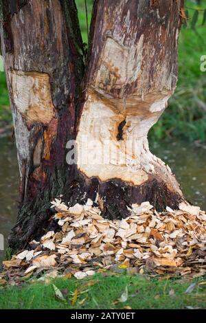 Thick tree trunk showing teeth marks and wood chips from gnawing by Eurasian beaver (Castor fiber) Stock Photo