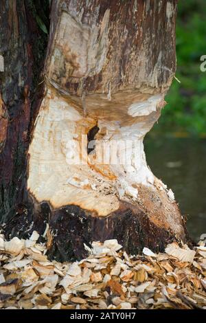 Thick tree trunk showing teeth marks and wood chips from gnawing by Eurasian beaver (Castor fiber) Stock Photo