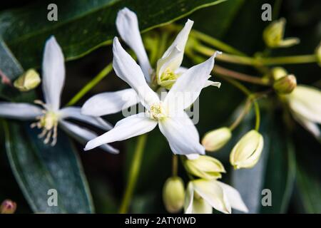 Clematis Armandii growing in a country garden. Stock Photo