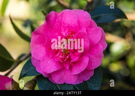 Camellia Williamsii Grand Jury growing in a country garden. Stock Photo