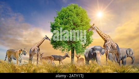 group of wildlife animals in the jungle together Stock Photo - Alamy