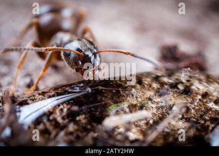 A wood ant (Formica sp) collecting sugar solution from a bridge in the fenland of the Great Fen in Cambridgeshire Stock Photo