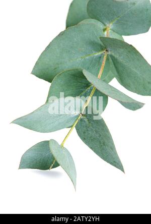 eucalyptus isolated on white Stock Photo