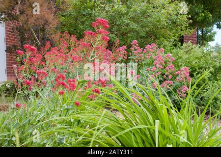 Red Valerian, often called Jupiter's Beard, ranges in flower color from red to pink. Stock Photo