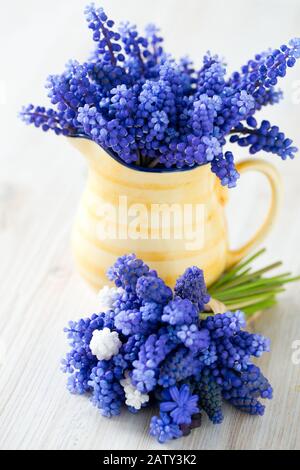 grape hyacinth flowers in a pitcher Stock Photo