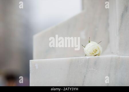 White rose on a white marble monument during a rainy day. Stock Photo