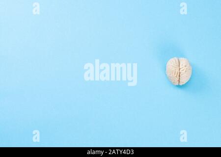 polymer clay brain, top view isolated on a blue background, place for text Stock Photo