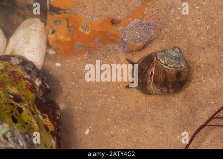 This periwinkle (Littorina) quickly tries to find a place to hide after the sea leaves the rock pool it was hiding in Stock Photo