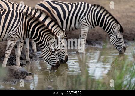 Zebras drinking water in the wilderness Stock Photo