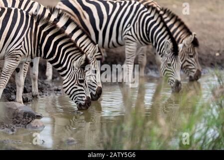 Zebras drinking water in the wilderness Stock Photo