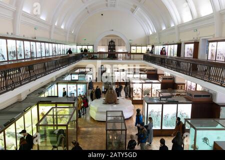 Natural History Gallery, The Horniman Museum, London Stock Photo