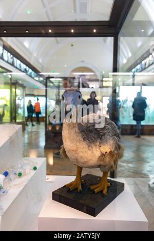 Natural History Gallery, The Horniman Museum, London Stock Photo