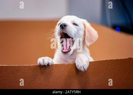 Cute portrait of Labrador Puppy crawls out of a paper box. He's yawns. 2 months old and beautiful little dog Stock Photo