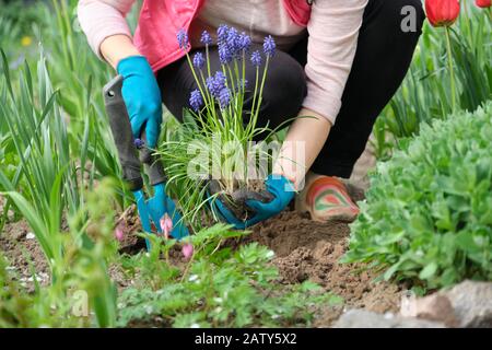 Springtime, spring seasonal gardening. Woman hands with garden tools working with soil and cultivating blue muscari flowers Grape Hyacinth with young Stock Photo