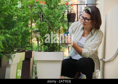 Woman with secateurs caring for an evergreen young bush of thuja plant in pot on home outdoor balcony. Hobbies and leisure, gardening Stock Photo