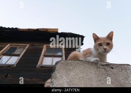 A cute kitty is looking to camera and there is a traditional wooden Turkish House at the background with clear sky. Stock Photo