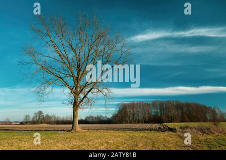 Big oak without leaves on the meadow, white clouds and blue sky Stock Photo