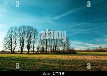 Trees without leaves on the meadow and blue sky Stock Photo