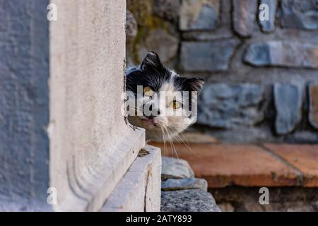 A skittish shy black and white cat hiding behind the corner looking attentively at the camera Stock Photo