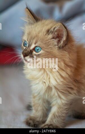 cute little kitten with blue eyes and fluffy hair plays in the house on the bed under the covers Stock Photo
