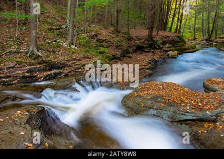 Double Run is a  cold water small native trout stream in World’s End State Park, Pennsylvania. Stock Photo