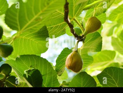 Fig fruits on a tree in sunny weather outdoors Stock Photo