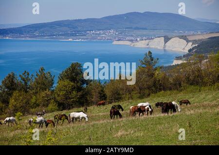 A herd of horses graze on the mountainside against the background of the black sea coast, the Black sea, the mountains and the Gelendzhik lighthouse. Stock Photo