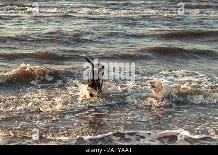 A black Labrador Retriever dog and a white dog play wildly in the waves of the sea. The Labrador retrieves its toy from the water. Stock Photo