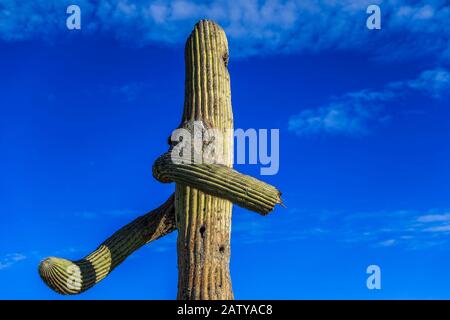 Saguaro or Sahuaro (Carnegiea gigantea) shaped like a man. Typical columnar cactus from the Sonoran Desert, Mexico. monotípicoc is a species of greate Stock Photo