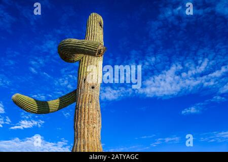 Saguaro or Sahuaro (Carnegiea gigantea) shaped like a man. Typical columnar cactus from the Sonoran Desert, Mexico. monotípicoc is a species of greate Stock Photo