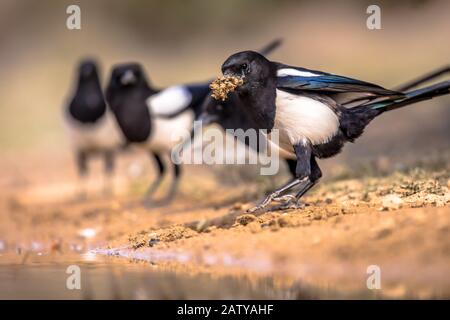 Eurasian Magpie (Pica pica) group in garden gathering nesting material from pond in Spanish Pyrenees, Vilagrassa, Catalonia, Spain. April. Stock Photo