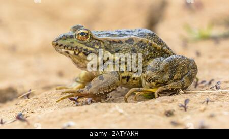 Iberian water frog (Pelophylax perezi) on the pank of a sandy pond in the Alcubierre mountains, Aragon, Spain Stock Photo