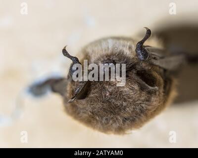 Whiskered bat (Myotis mystacinus) hibernating on ceiling of underground bunker in the Netherands Stock Photo