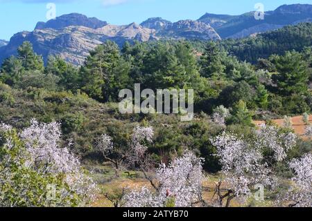 Almond trees blossoming near the village of Arnes (Tarragona)in Els Ports Natural Park, a Mediterranean mountain massif at the border between Aragon a Stock Photo