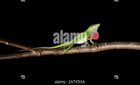 Green anole, Anolis carolinensis, perching on a branch against black background, Sanibel Island, Florida, USA Stock Photo