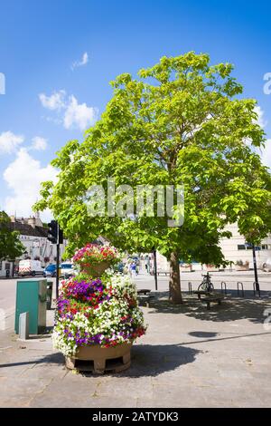 A shapely Catalpa or Indian Bean tree is one of several growing in the centre of Calne Wiltshire England UKf Stock Photo