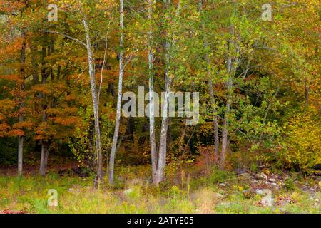 Young American Sycamore trees growing in the riparian environment along Loyalsock Creek in World’s End State Park, Pennsylvania. Stock Photo