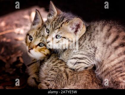 Two six-week-old tabby kittens snuggle together beneath an abandoned house, Jan. 30, 2020, in Coden, Alabama. Stock Photo