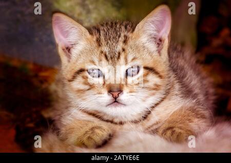 A six-week-old tabby kitten looks at the camera, Jan. 30, 2020, in Coden, Alabama. Stock Photo
