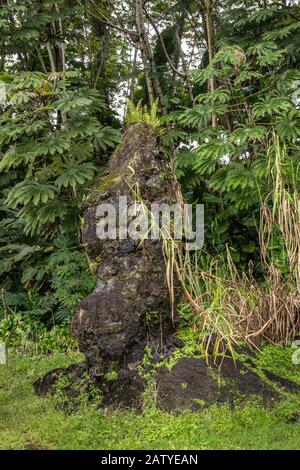 Leilani Estate, Hawaii, USA. - January 14, 2020: Ferns grow on top of centuries old black Lava Tree in green State Monument Park. Green environment wi Stock Photo