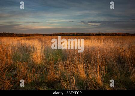 Wild dry grass illuminated by sunset, evening colorful clouds on sky Stock Photo