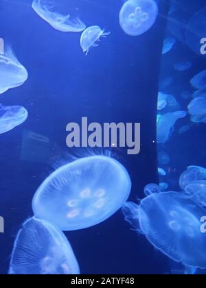 Floating in the deep blue sea Stock Photo