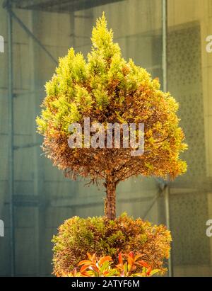 Young green tree grows in the urban Stock Photo
