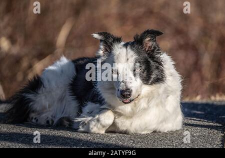 Border Collie looks at camera as patiently waits for owner. Stock Photo