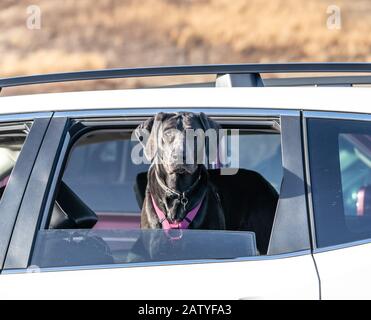 Black labrador retriever looks out car window ready to go for a walk in the park. Stock Photo