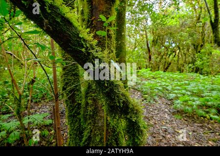 Enchanted forest of Pijaral in the mountains of Anaga. Tenerife - Canary Islands Stock Photo