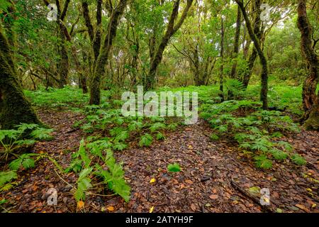 Enchanted forest of Pijaral in the mountains of Anaga. Tenerife - Canary Islands Stock Photo