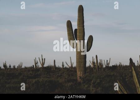 saguaro or sahuaro (Carnegiea gigantea) and pithaya. Typical columnar cactus from the Sonoran Desert, Mexico. monotípicoc is a species of greater size Stock Photo