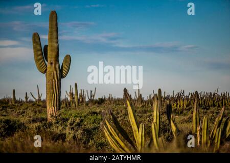 saguaro or sahuaro (Carnegiea gigantea) and pithaya. Typical columnar cactus from the Sonoran Desert, Mexico. monotípicoc is a species of greater size Stock Photo